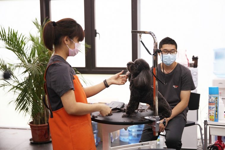 Du học Hàn Quốc ngành thú y